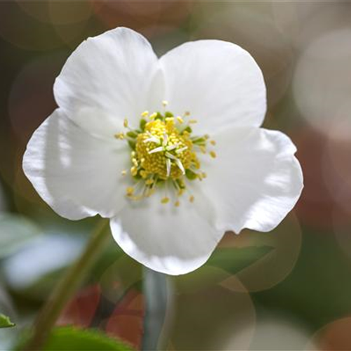 Christrose gießen