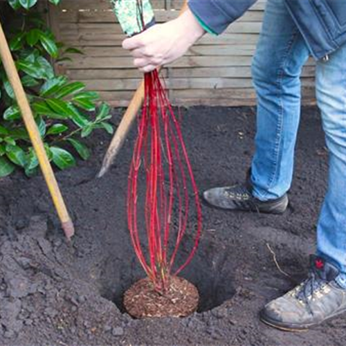 Hartriegel - Einpflanzen im Garten