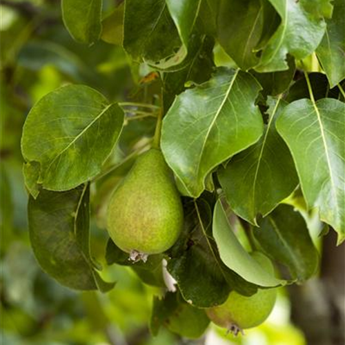 Veredelung von Obstbäumen