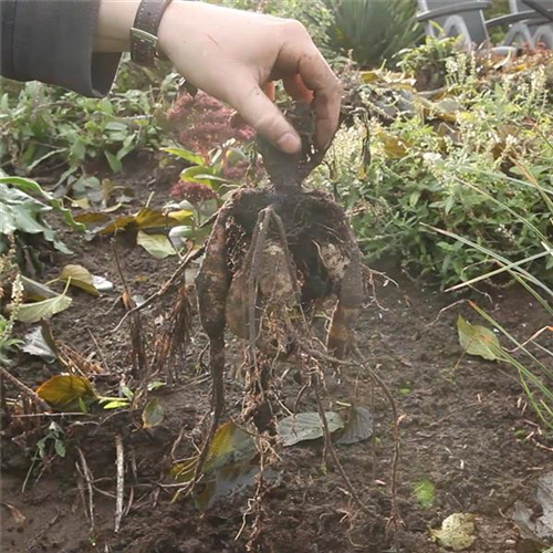 Diese Arbeiten sind jetzt im Garten noch nötig