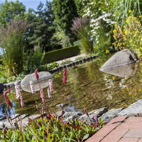 Der Wassergarten 