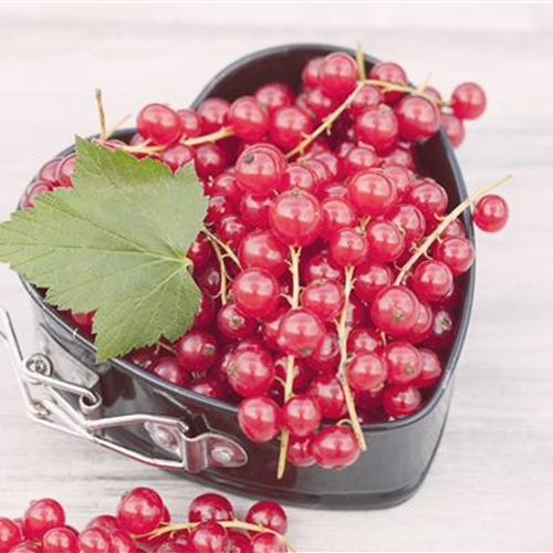 Johannisbeeren im Kübel