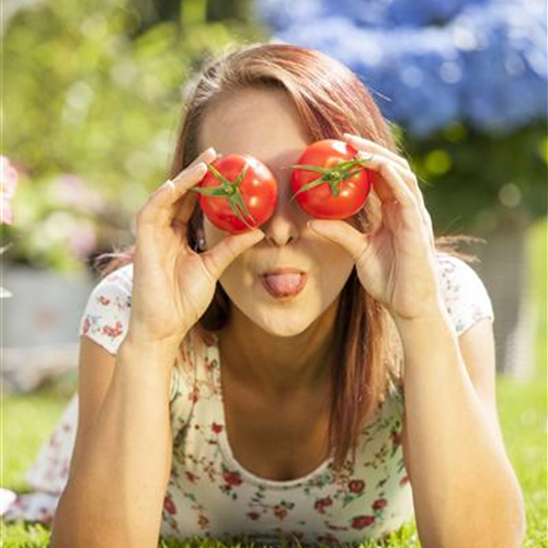 Tomaten: So geling Anzucht und Ernte