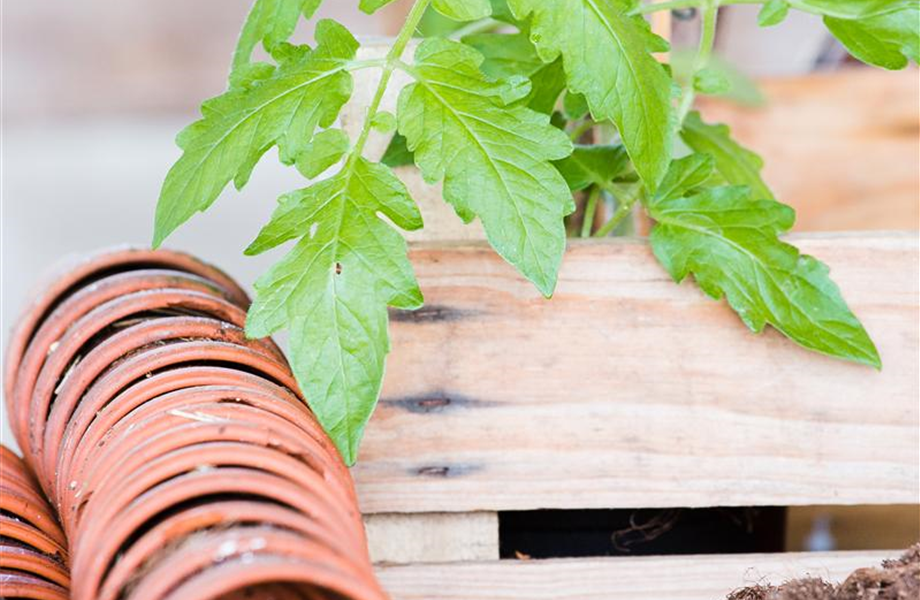 Tomaten: So geling Anzucht und Ernte