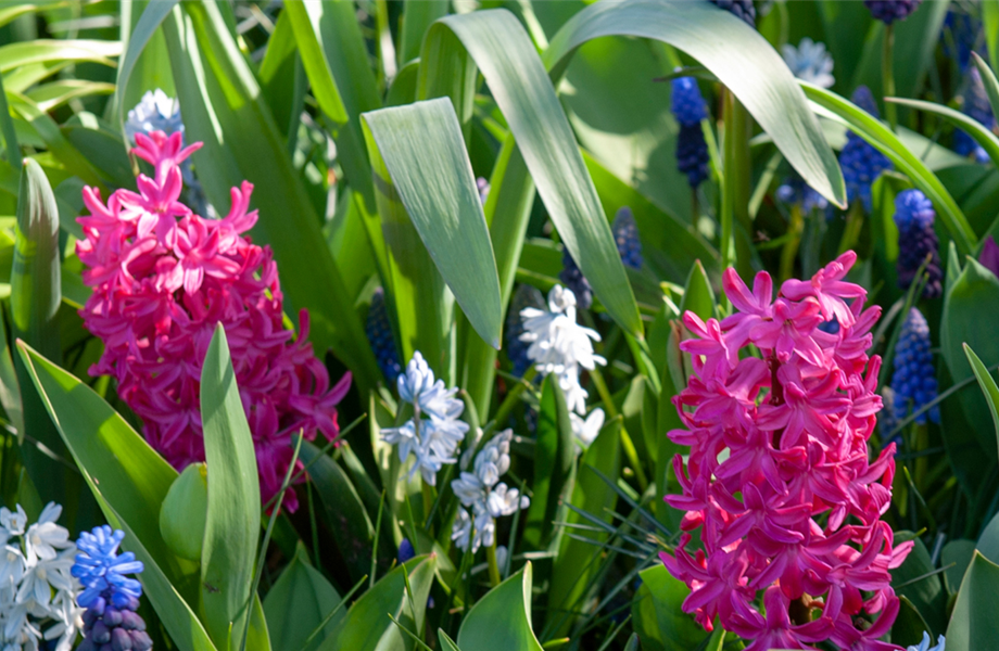 Blumenzwiebeln: Von null auf blühend