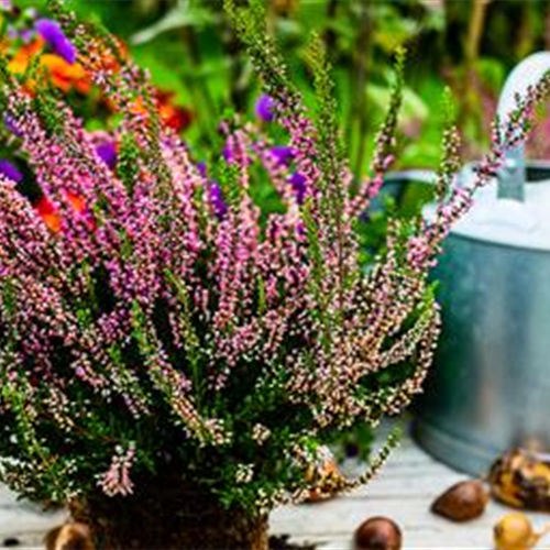 Blumenzwiebelzauber im Frühjahr