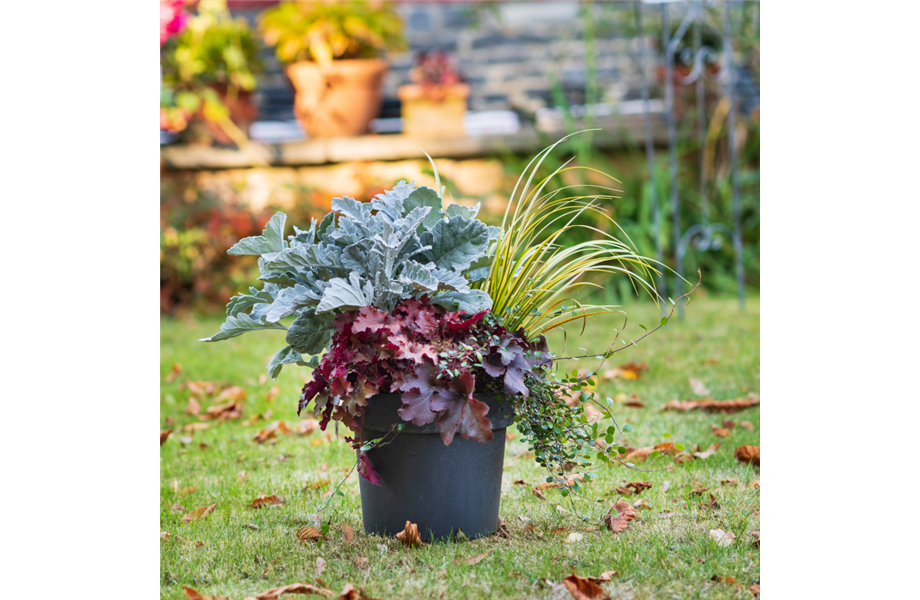 Herbstliche Balkonbepflanzung