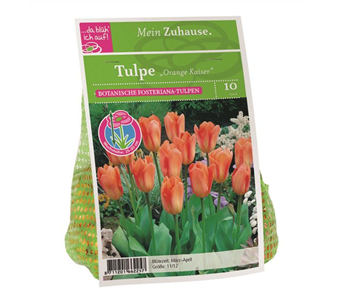 Blumenzwiebel Tulpe 'Orange Kaiser'