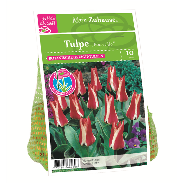 Blumenzwiebel Tulpe 'Pinocchio'