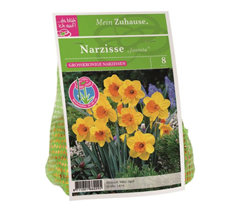 Blumenzwiebel Narzisse 'Juanita'