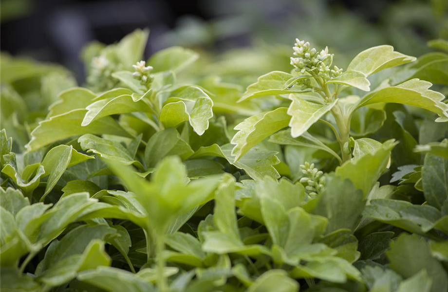 Die Bodenständigen: Bodendecker im Garten