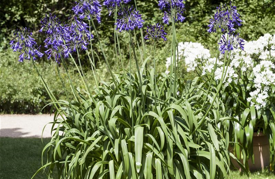 Schmucklilien im Topf - Tipps zum Umtopfen